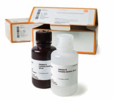 GE Healthcare Life Sciences Data file 28-9857-23 AA Western blotting reagents Amersham ECL Prime Western blotting reagent Since its introduction in 199, the enhanced chemiluminescence (ECL) Western