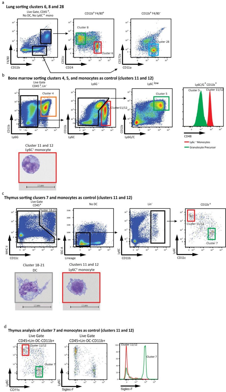Supplementary Figure 5 Use of fluorescence flow cytometry based cell sorting to analyze the morphology of ambiguous cell subsets delineated by