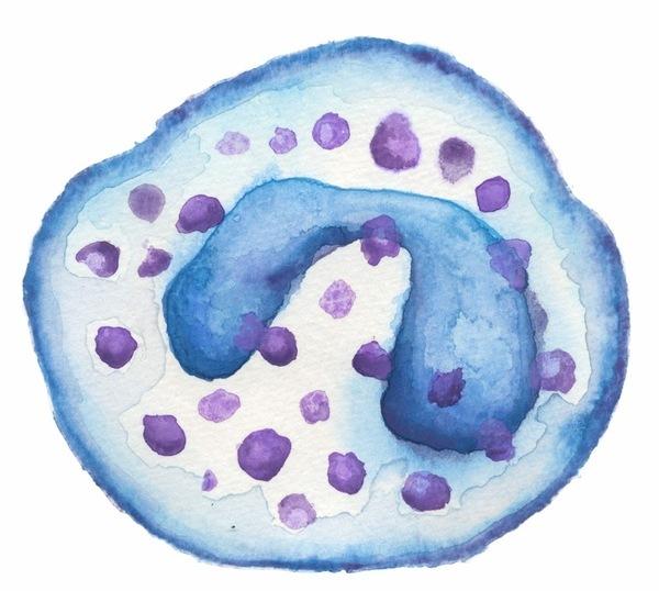neutrophils basophils eosinophils lymphocytes Question Prompt: 6 The white blood cell