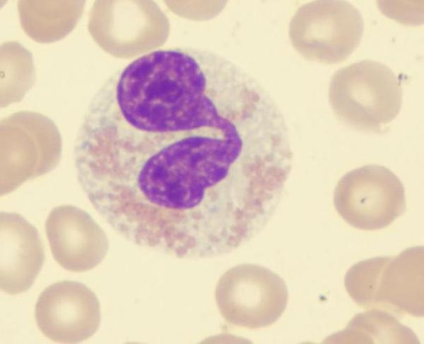 eosinophils basophils lymphocytes monocytes Question Prompt: 8 The white blood cell