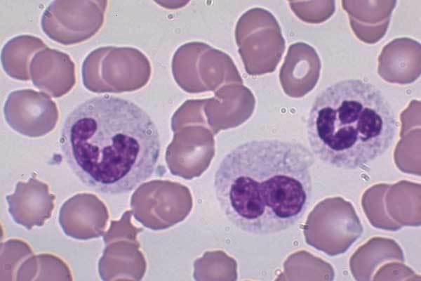 basophils neutrophils monocytes neutrophils Question Prompt: 10 Thrombocytes that help blood clot are called monocytes.