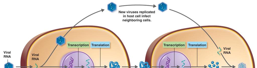 Regulation of complement Once complement is activated, its destructive capabilities usually cease very quickly to minimize destruction of host cells This regulation is due to proteins in host blood
