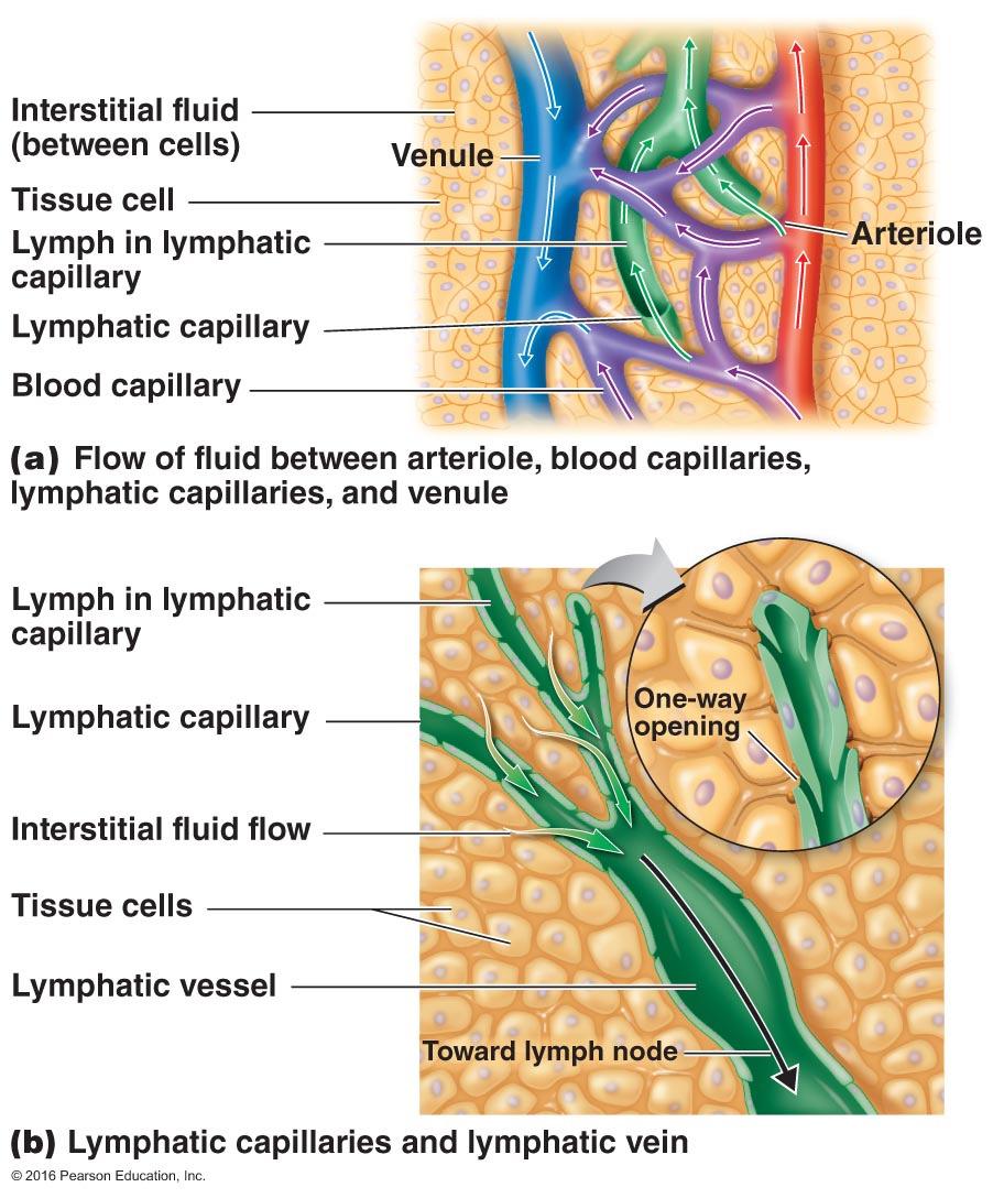 Lymph is derived from plasma Fig. 16.