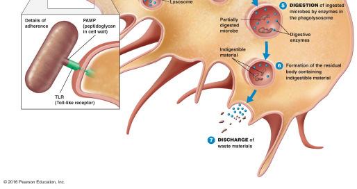 Phases of phagocytosis Chemotaxis Can be microbial products, cytokines, components of damaged
