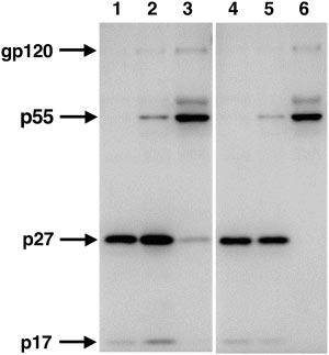 VOL. 78, 2004 SINGLE-CYCLE SIV 11719 FIG. 3. Virus released from scsiv-infected cells is unable to complete proteolytic maturation.