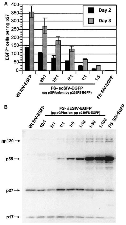 VOL. 78, 2004 SINGLE-CYCLE SIV 11721 FIG. 5. The infectivity of scsiv is dependent on Gag-Pol incorporation in trans.