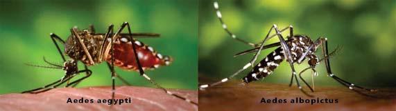 symptoms Mosquitos can carry virus for all