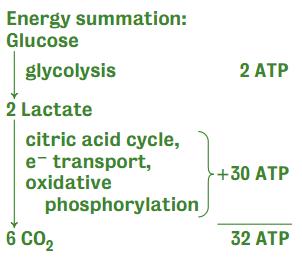 Citric Acid Cycle (Aerobic Sequence) The total energy yield from one molecule of glucose is shown here.