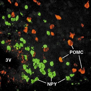 Figure 4 NPY/AGRP and POMC/CART neurons in the arcuate nucleus, adjacent to the third ventricle, are first-order neurons in the hypothalamic response to the circulating adiposity signals insulin and