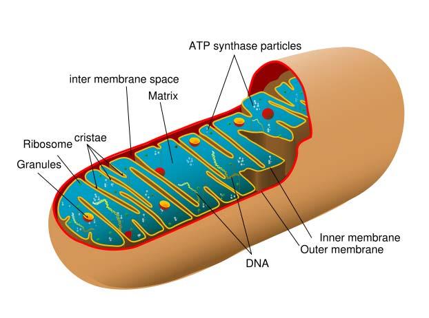 The Mitochondrion Source: