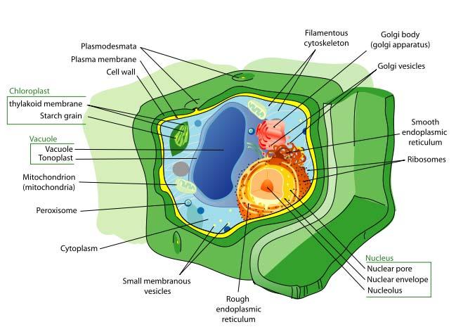 Eukaryotic Cell-- --Plant