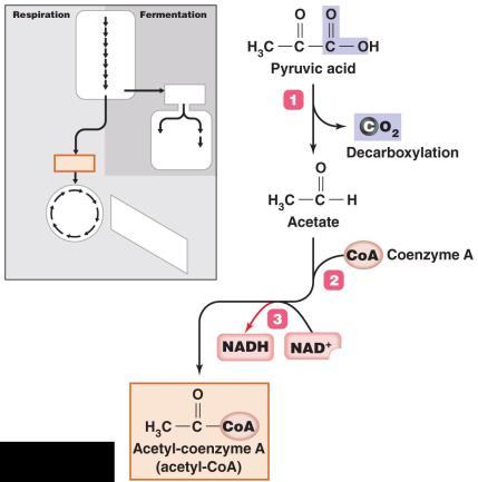 redox reactions Three stages of cellular respiration Holoenzyme Phosphorylation 1. Synthesis of acetyl-coa 2. Krebs cycle 3.