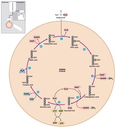 Cellular Respiration The Krebs cycle Great amount of energy remains in bonds of acetyl-coa Transfers much of this energy to coenzymes NAD + and FAD Occurs in cytosol of prokaryotes and in matrix of