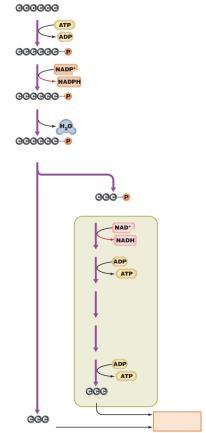 (G3P) Steps 6 10 of glycolysis Pyruvic acid Pyruvic acid To Krebs cycle or fermentation Figure 5.21 Fermentation.