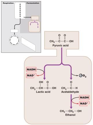 of NAD + Cannot be obtained simply by using glycolysis and Krebs cycle Fermentation pathways provide cells with