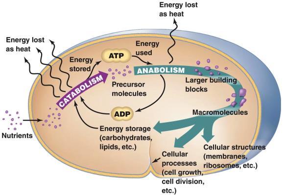 Basic Chemical Reactions Underlying Metabolism Catabolism and Anabolism Two major classes of metabolic reactions Catabolic pathways Break larger molecules into smaller products Exergonic (release