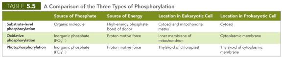 Photosynthesis: Light Reaction: Cyclic Photophosphorylation Photosynthesis: Light Reaction: Noncyclic Photophosphorylation Photosynthesis Light-Independent Reactions Do not require