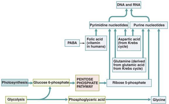 amino acids via amination and