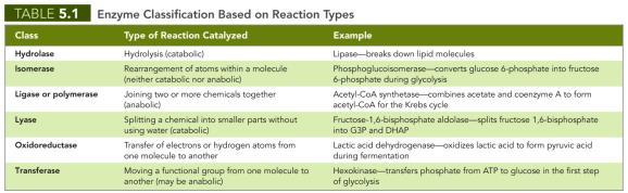 Basic Chemical Reactions Underlying Metabolism The Roles of Enzymes in Metabolism Naming and classifying enzymes Six categories of enzymes based on mode of action Hydrolases
