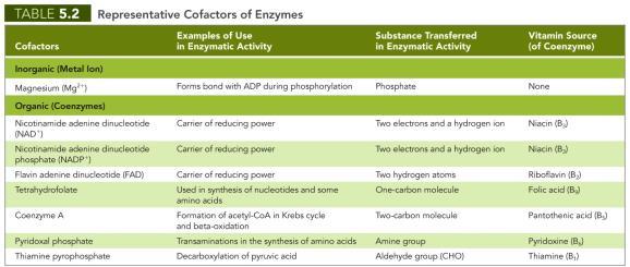 Figure 5.4 The effect of enzymes on chemical reactions.