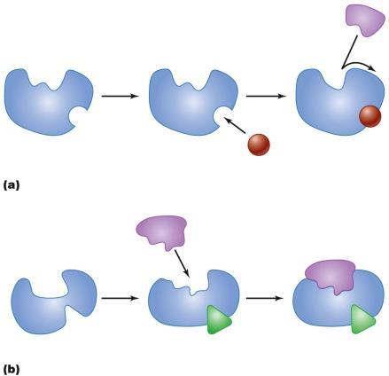 concentration Figure 5.10 Allosteric control of enzyme activity.