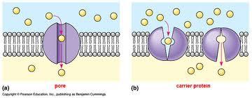 ions and molecules cannot. In contrast, the ability of ions and molecules to cross the cell membrane depends on a number of factors in addition to size.