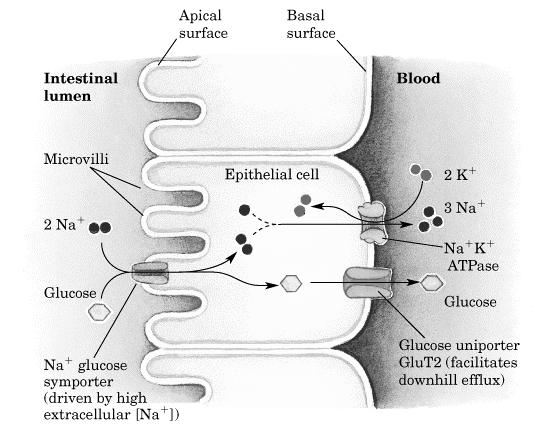 Active Transport One example of such transport is the pumping of glucose into cells that line the small intestines.