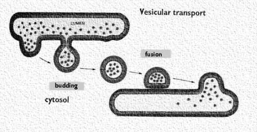 Exocytosis and Endocytosis Exocytosis Vesicles Used by endo- and exocytosis membrane-lined enclosures that alternately bud off from membranes or fuse