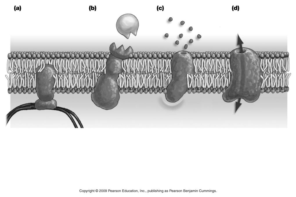Membrane Protein Functions In animal cells, membrane protein molecules perform four functions: 1. structural support Connect to cytoskeleton 2.