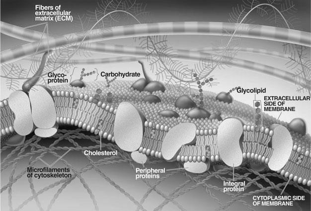 Transport provide channels for the movement of compounds into and out of the cell The Plasma Membrane (a) Structural support (b) Recognition (c) Communication (d) Transport Membrane proteins can