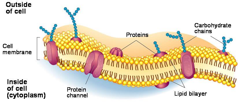 The Plasma Membrane Function : A critical structure for the survival of a cell is the plasma membrane.