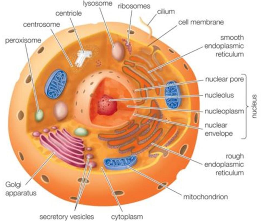 A rough endoplasmic reticulum- a membrane system of