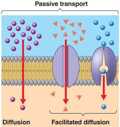 Diffusion Across the Plasma Membrane *Remember that water can move across the membrane but other particles cannot.