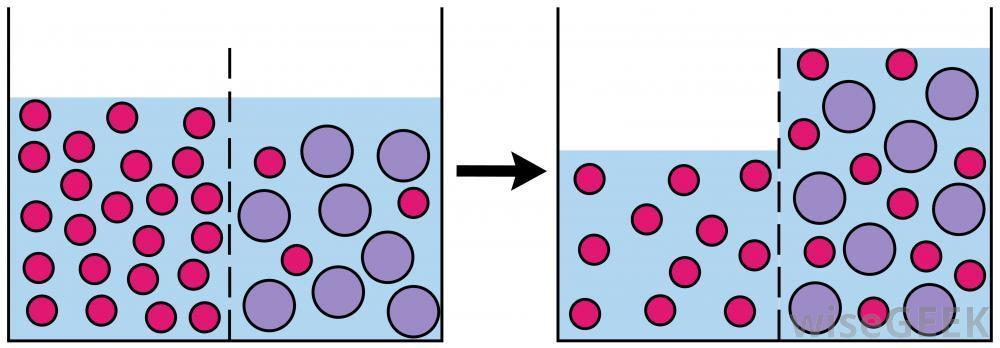 Water molecules will move to the side with the least concentration of water molecules.