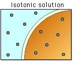 Cells in an Isotonic Solution Iso =equal When a cell is in a solution that has the same conc. Of water and solutes ( ions, sugars, proteins, etc.