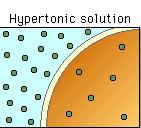 Cells in a Hypertonic Solution.