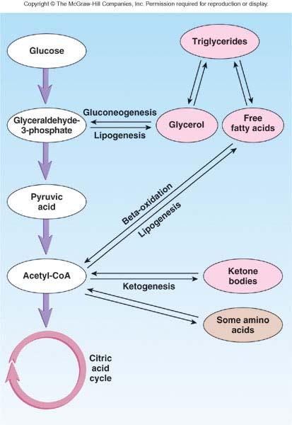 Lipid Metabolism Adipose triglycerides are broken down and released as free fatty acids Free fatty acids are taken up by cells and broken down by beta-oxidation into acetyl- CoA which: Can enter
