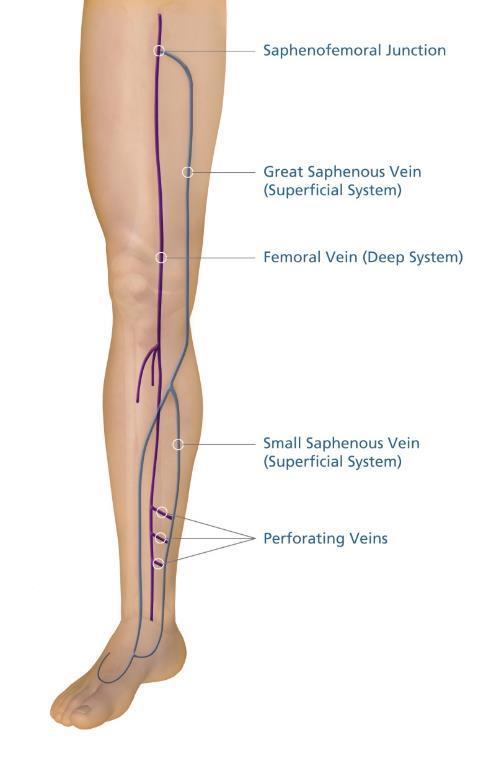 Anatomy: Venous System Venous blood flows from the capillaries to the heart Flow occurs against gravity