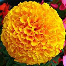 antioxidant activity Tagetes erecta Jhadu, Genda-phool Contains Lutein and Zeaxanthin, that are responsible for