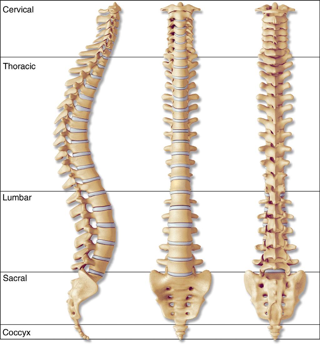 Cambridge University Press Figure 1.1. Anterior, posterior, and lateral views of the vertebral column showing the cervical, thoracic, and lumbar levels and the sacrum and coccyx.