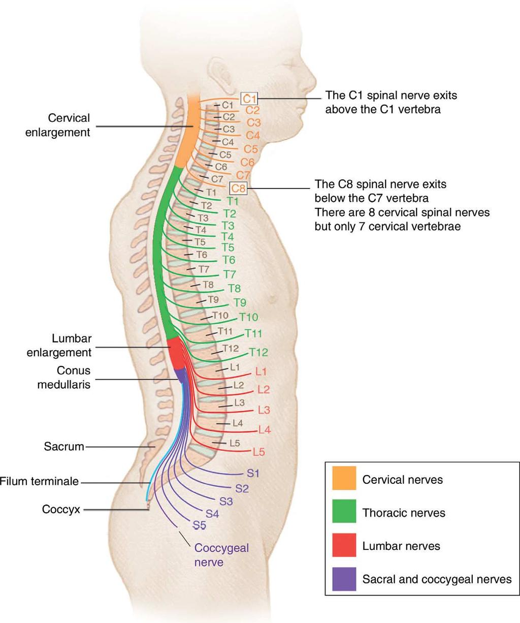 6 Figure 1.2. Sagittal view of the vertebral (spinal) canal showing the various segments of the spinal cord and spinal nerves which exit through the intervertebral foramina.