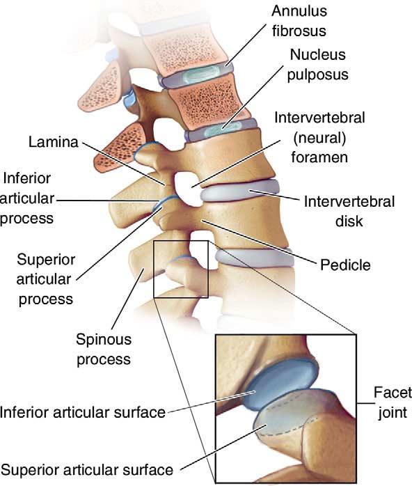 Fibers in adjacent laminae run in different directions, helping to limit movement and strengthen the attachment between adjacent vertebrae.