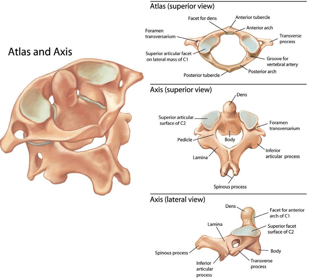 Figure 1.5. The image on the left shows the relationship between the atlas (the first cervical vertebra or C1) and the axis (the second cervical vertebra or C2) from above and behind.