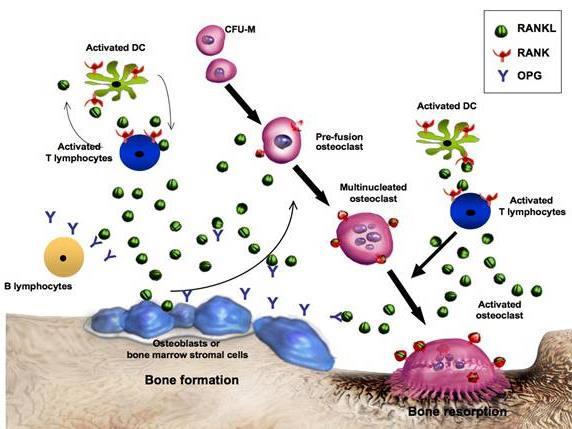 Normal Bone Remodeling Cycle http://www.endotext.