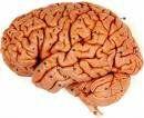 Blood brain barriere