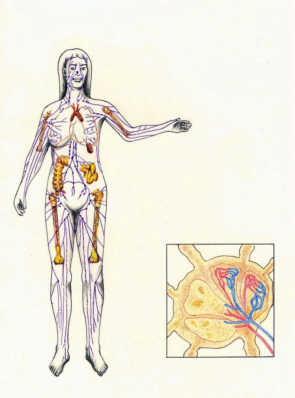 THE LYMPH SYSTEM IS A DECENTRALIZED IMMUNITY DEFENSE The lymph system consists of many organs and tissues that are scattered throughout the body, providing lymphocytes that are responsible for