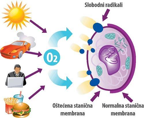 3.2. Djelovanje oksidanasa na makromolekule Reaktivne kisikove čestice mogu oštetiti izgled i funkciju makromolekula unutar stanica. Velike količine ROS-a se gomilaju u mitohondrijima.