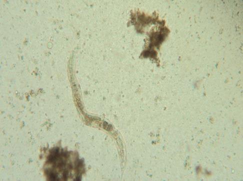 AND LARVAE OF STH