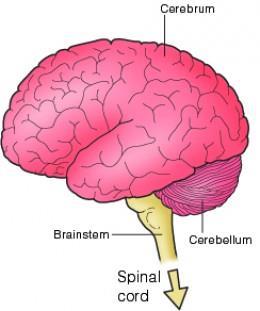 Parts of the Brain Brain stem (Medulla oblongata) Regulate: breathing heart rate