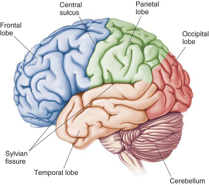 Parts of the Brain 3 main parts: Cerebrum
